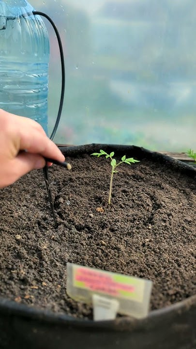 “Простой капельный полив из пластиковой бутылки” 🌱 - YouTube
