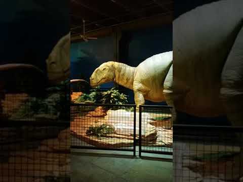 Video: ZOO Oklahoma City – vstupné, výstavy, zvieratá
