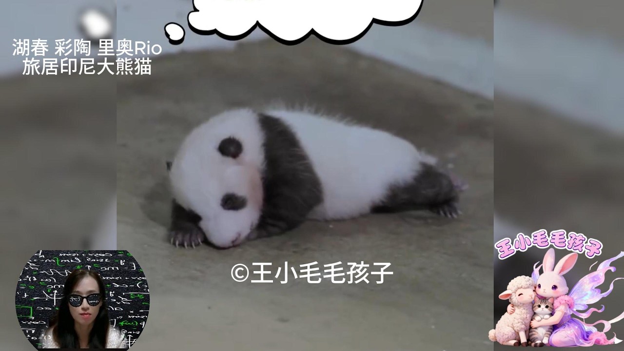 2025年中国大熊猫保护研究中心在海外出生的唯一一只大熊猫 RIO 里奥 诞生在印尼的首只大熊猫