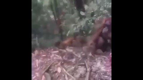 Monkey.exe stopped working...