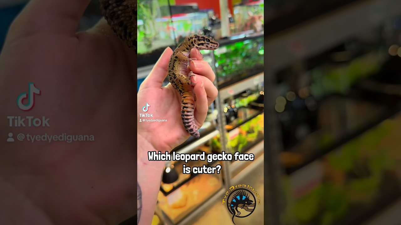 Which Leopard Gecko Face Is Cuter Reptiles Cute Animals Funnypets Funny Smile Pets Lol