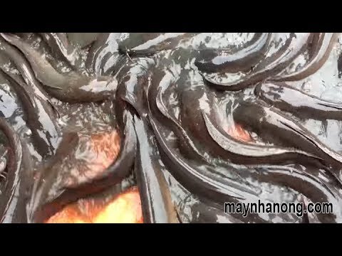 Video Kỹ thuật nuôi cá trê Lai đạt năng suất cao - Cá trê ăn... - youtube