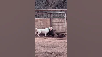 Dogo Argentino Dogoargentino Dog Doglover Hunting Huntingjajan Wildlife 