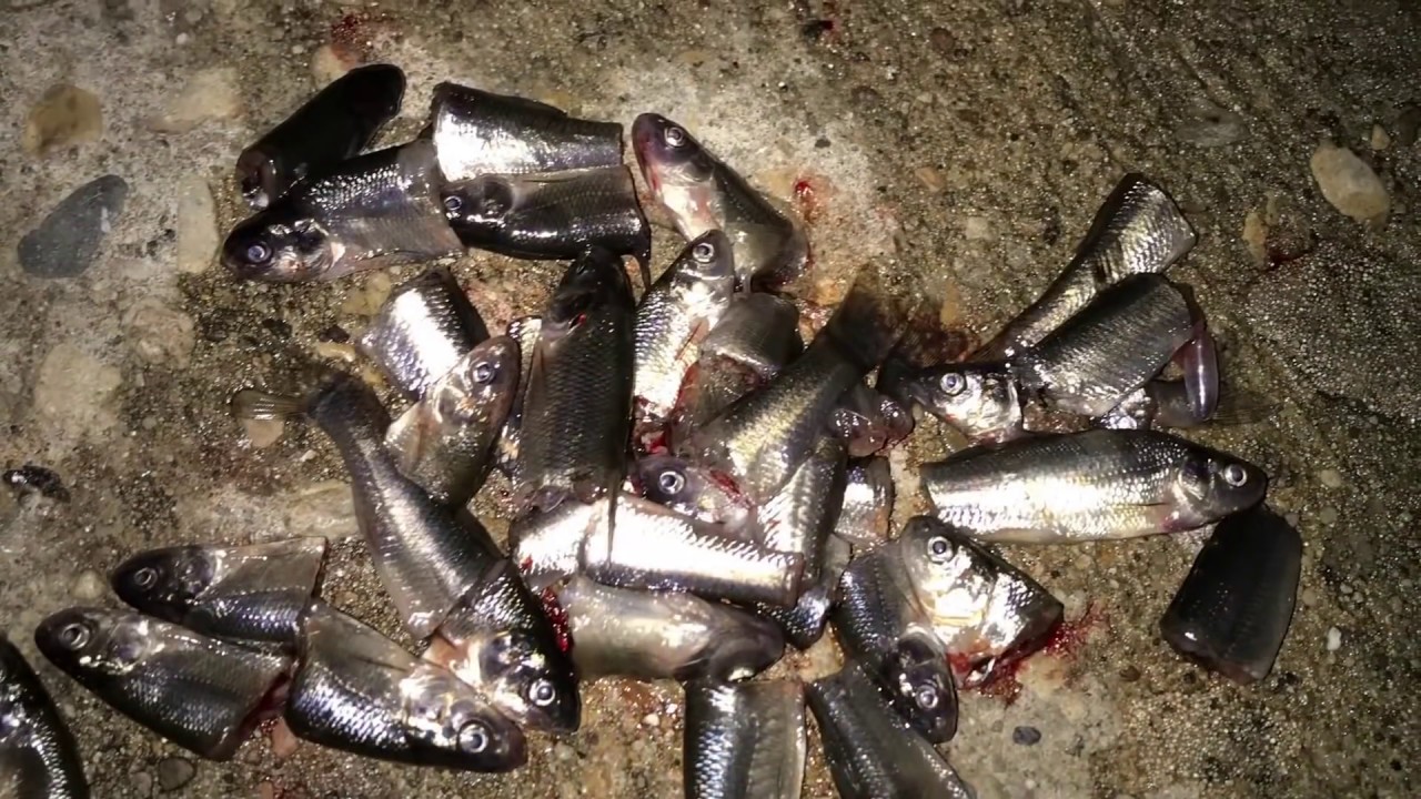 Como Pescar Bagres Con Hgado De Res  Carnada 100 Efectiva