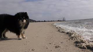 Lumiturpa Jokka finsk lapphund by Torben Krammer 122 views 6 years ago 1 minute, 15 seconds