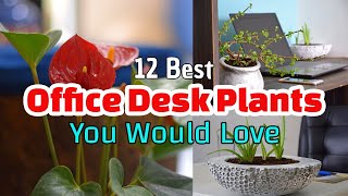 12 Best Office Desk Plants You Will Love 🔥❤️