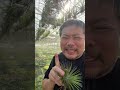 酷暑のエアプランツの水やり