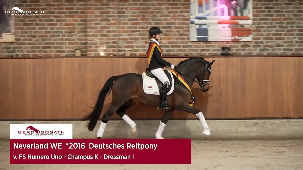 Neverland WE *2016 by FS Numero Uno x Champus K | Sosath Stallion Show 2023