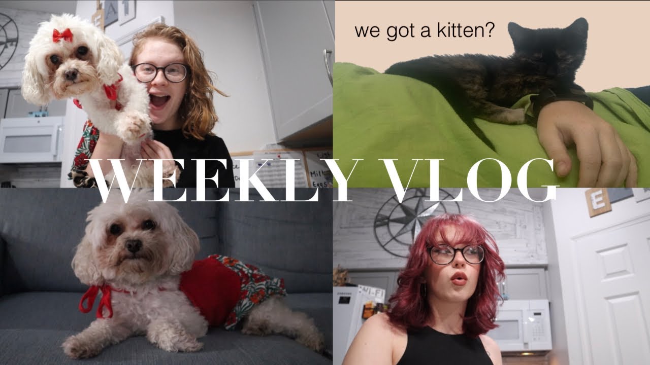 VLOG: we found a stray kitten + chloes birthday