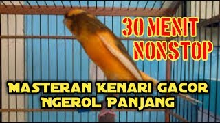 Masteran Kenari Gacor Ngerol Panjang Suara Jernih 30 Menit Nonstop | Best Canary Singing 2023