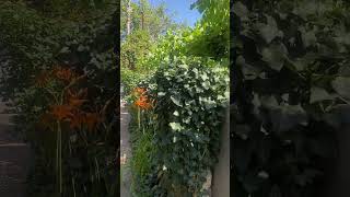 Мой любимый плющ! Напрасно его обижают.