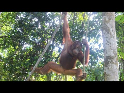 Inilah Daftar Panjang Dugaan Pembunuhan Orangutan