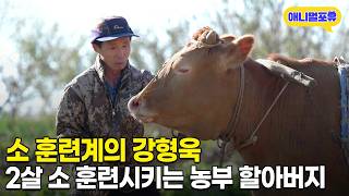 지금까지 훈련시킨 소가 무려 7마리?! 프로 소 훈련사 70세 할아버지 | KBS 생생정보 221109 방송