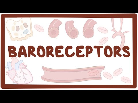 Baroreceptors