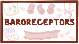 Baroreceptors