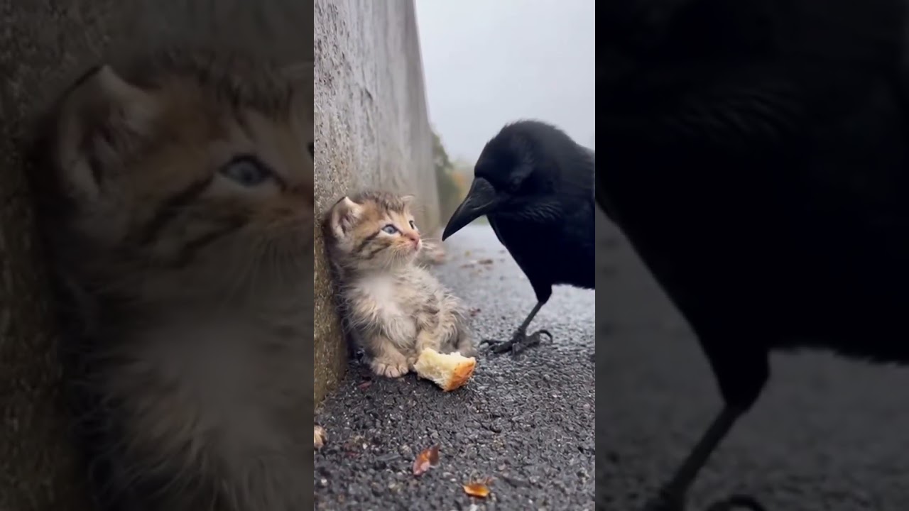 A Crow’s Gift to a Lonely Kitten🪶🐾