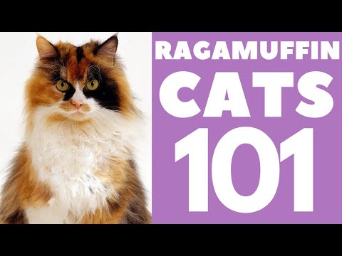 Video: Կատուների ցեղատեսակներ ՝ ռագամուֆին