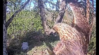 Tiny Eaglet Feeding and Lazy Day with Mom in No. Europe May 16, 2024