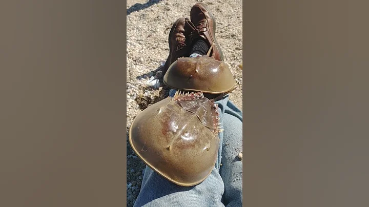 Me And my pet Horseshoe Crabs