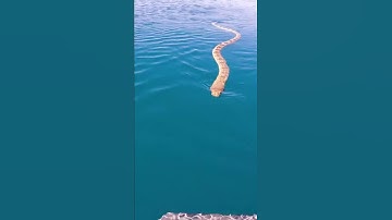 Thumbnail of CLOSE SEA SNAKE ENCOUNTER!!