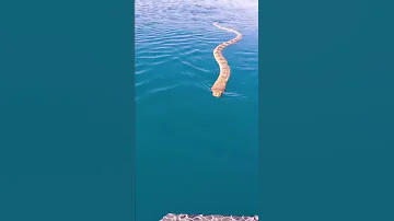 CLOSE SEA SNAKE ENCOUNTER 