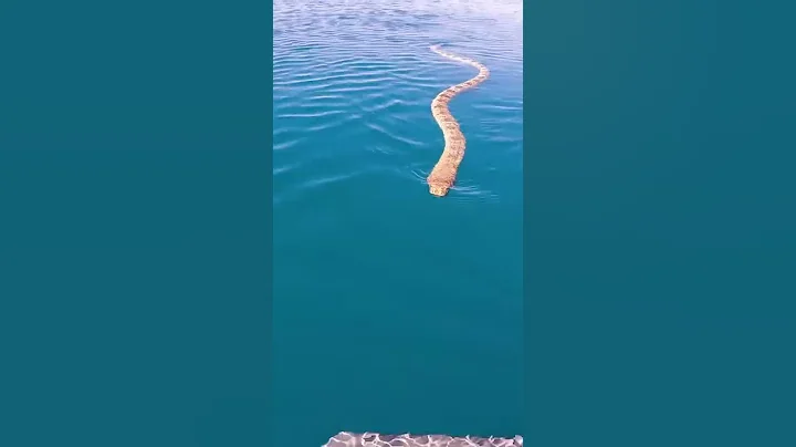 CLOSE SEA SNAKE ENCOUNTER!!