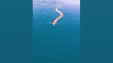 CLOSE SEA SNAKE ENCOUNTER!!