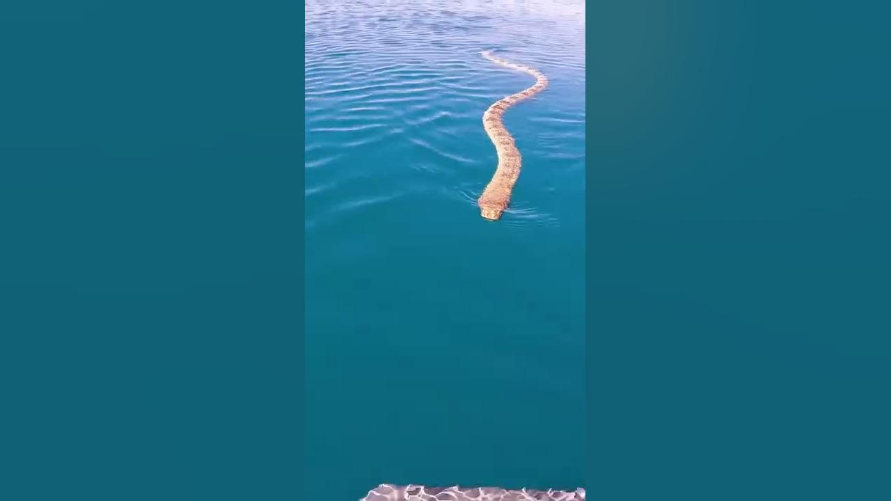 CLOSE SEA SNAKE ENCOUNTER!!