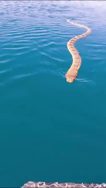 CLOSE SEA SNAKE ENCOUNTER!!