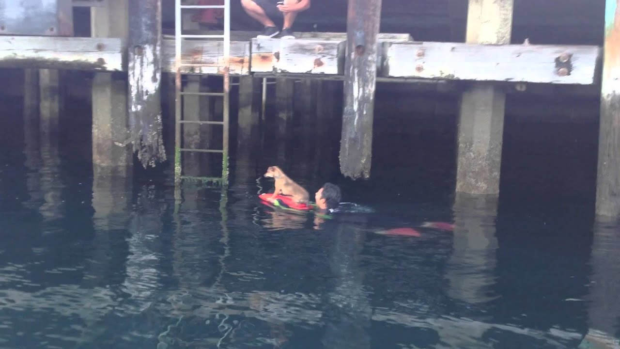 Wiener Dog Rescue L.A. City Lifeguards and L.A. Port Police YouTube