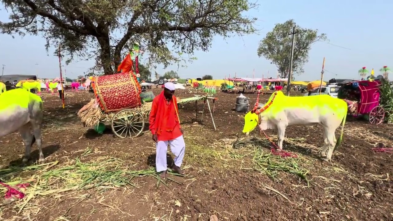 चिंचणी मायाक्का देवी यात्रे मध्ये !! पोपट नाना सरगर मासाळवाडी करांची बैल जोडी!! कर्नाटक महाराष्ट्र 