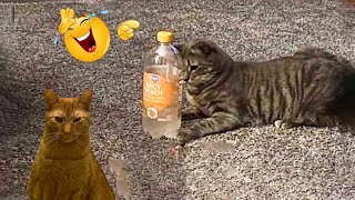 Funniest Cats 2024 🤣 Best Funny Cats Videos Of The week 😻04