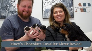 Macy and Crem Brulee's Chocolate Cavalier Litter Reveal