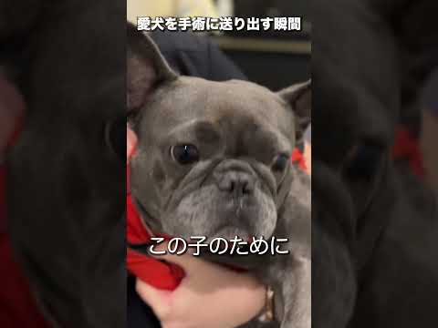 頑張れ…！😢愛犬を手術に送り出す瞬間… #shorts