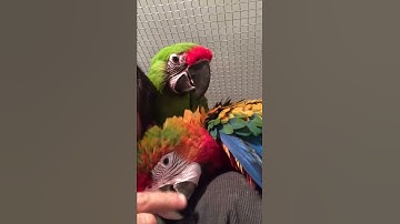 Thumbnail of Buffon and Hybrid macaw