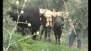 Vacas bravas ajorrando en Beas de Segura 1ª parte