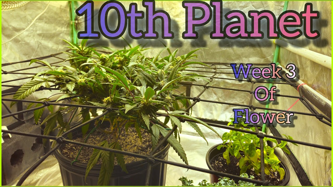 10th Planet end of week 3 flower - The Friendly Grower