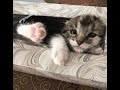 殺処分寸前の子猫をやっとの思いで引き取ると、突然姿を消し家族大騒動！意外なハプニング！【nekoの部屋】