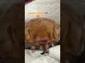 cute Eastern red bat 🧡🦇 #bats #ilovebats #wildlife