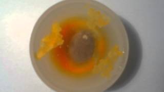 Time Lapse - m&m's VS Water (dissolution)