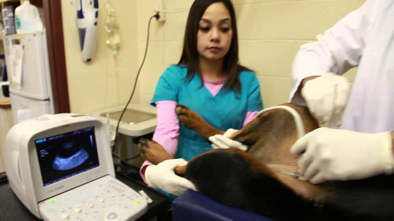 Haymont Veterinary Clinic Short Hayward, CA 94544 YouTube