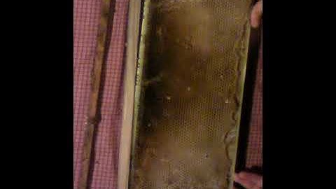 Moving a Drawn Comb from Langstroth Frame to a  AZ Frame