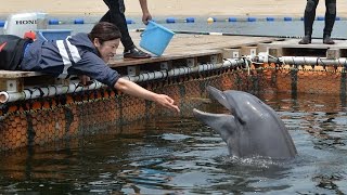 須磨海水浴場にイルカ移送