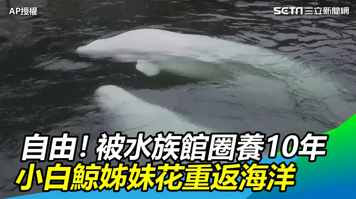 自由！曾被水族馆圈养　10年后小白鲸姊妹花重返海洋｜三立新闻网SETN.com - 天天要闻