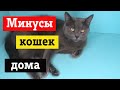 Минусы содержания кота дома / Не заводи кошку пока не посмотришь это видео