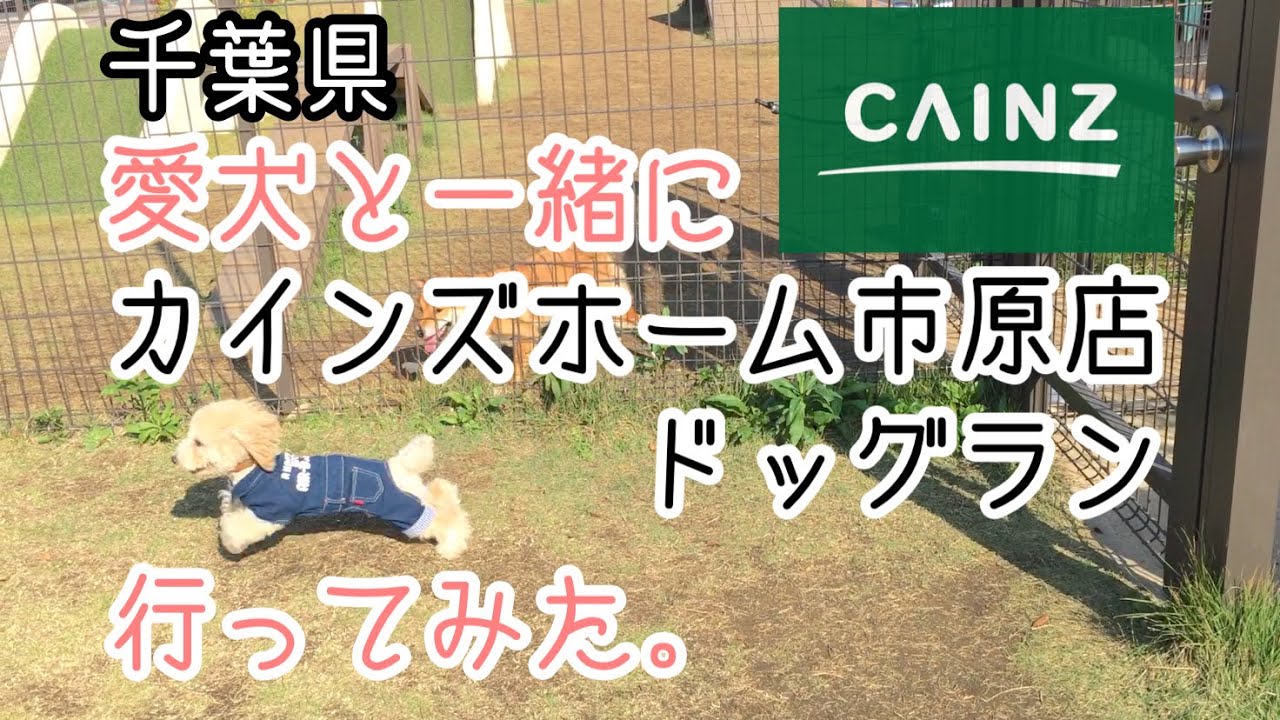 愛犬と一緒に千葉県カインズホーム市原店ドッグランに行ってみた Youtube