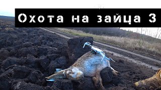 ПОСЛЕДНЯЯ ОХОТА НА ЗАЙЦА В 2019 ГОДУ / заяц в поле / охота в Украине /