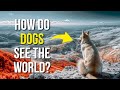 20 facts about dogs you didnt know pay attention to 3