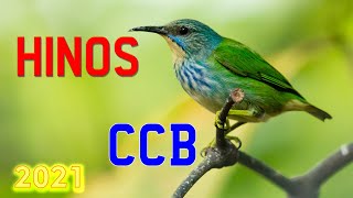 HINOS CCB 2021   CONGREGAÇÃO CRISTÃ NO BRASIL   CCB CANTADOS 2021