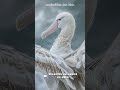 The Wandering Albatross has the largest wings among birds, reaching a span of up to...? #shorts